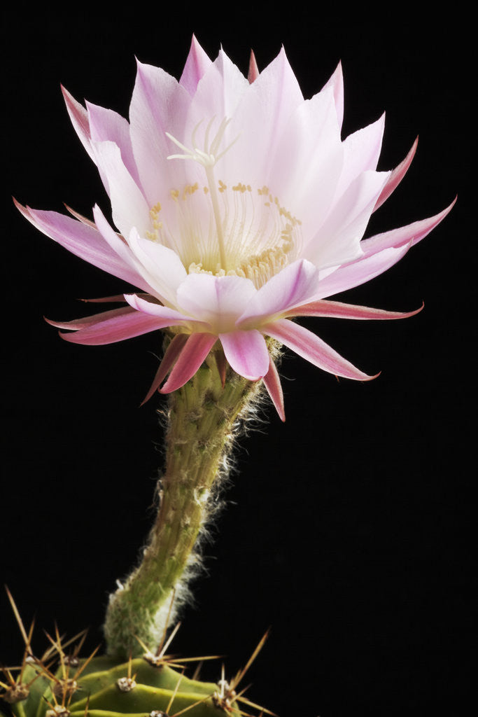 Detail of Cactus Flower by Anonymous