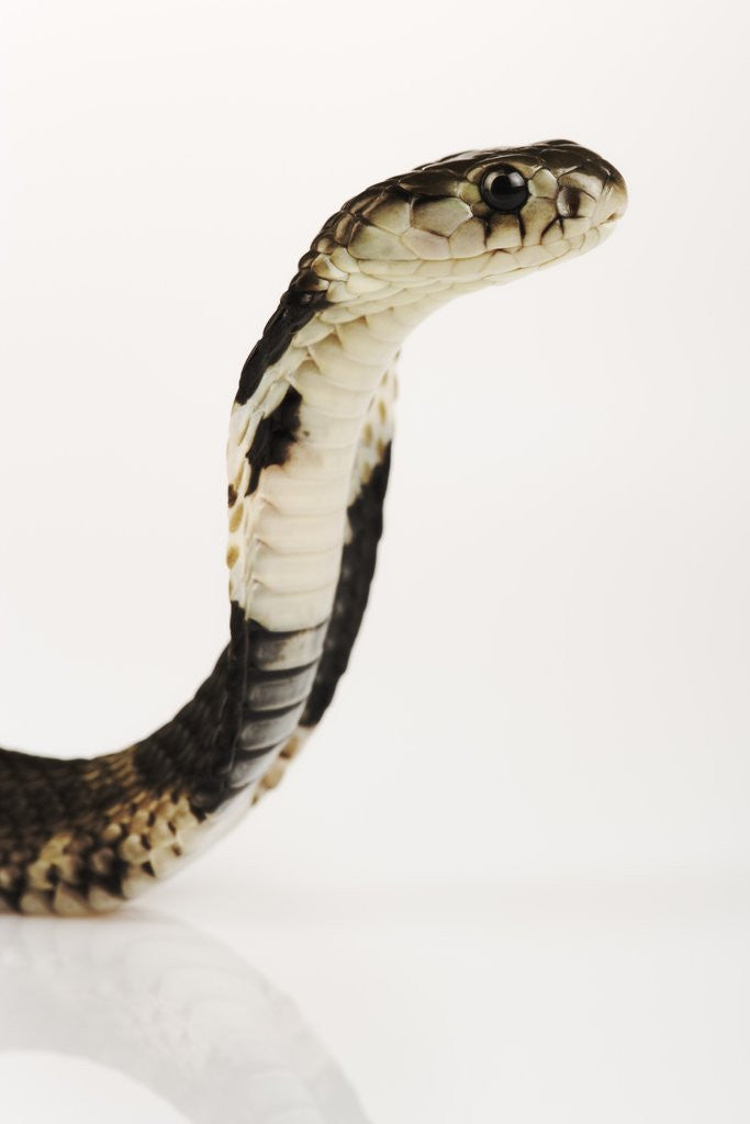 Detail of Chinese Cobra by Anonymous