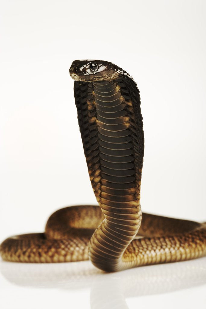 Detail of Moroccan Cobra by Anonymous