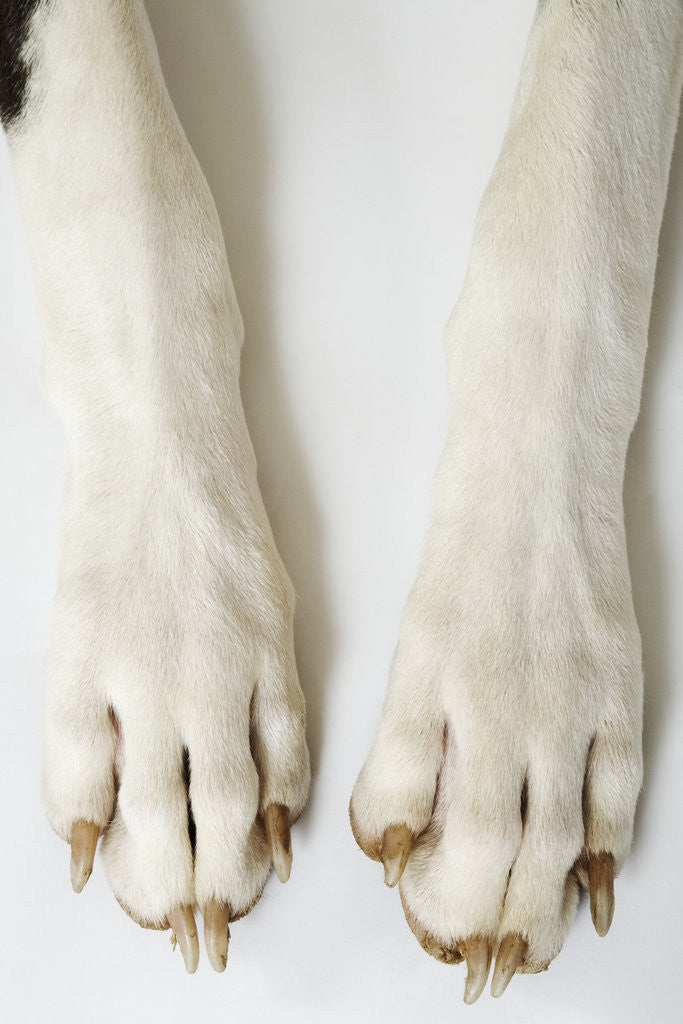 Detail of Great Dane Paws by Anonymous