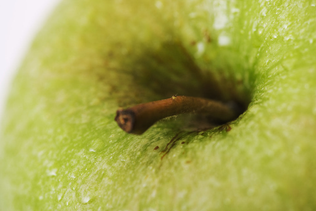 Detail of Apple Stem by Anonymous