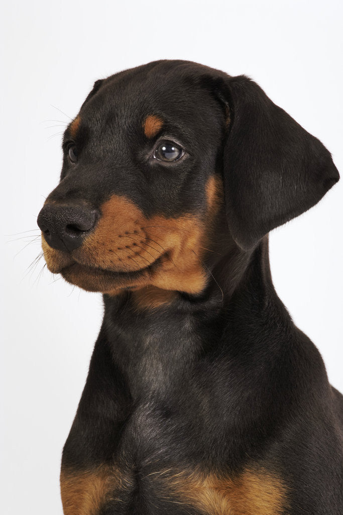 Detail of Doberman Pinscher Puppy by Anonymous