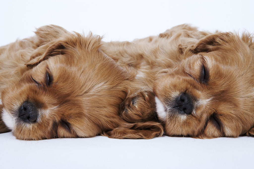 Detail of Cavalier King Charles Spaniel Puppies Lying Down by Anonymous