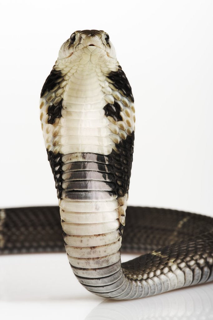 Detail of Chinese Cobra by Corbis