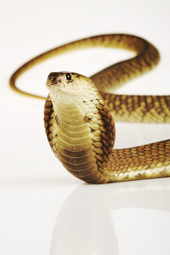 Snouted Cobra by Corbis