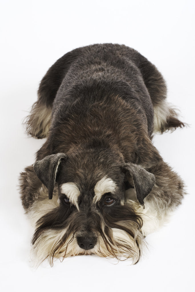 Detail of Miniature Schnauzer by Anonymous