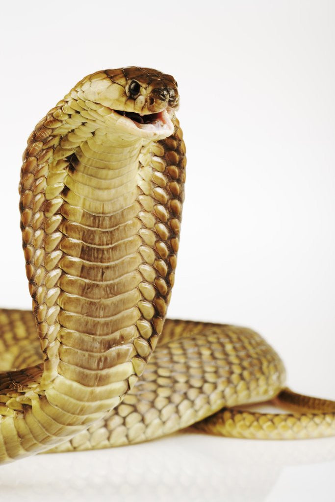 Detail of Snouted Cobra by Anonymous