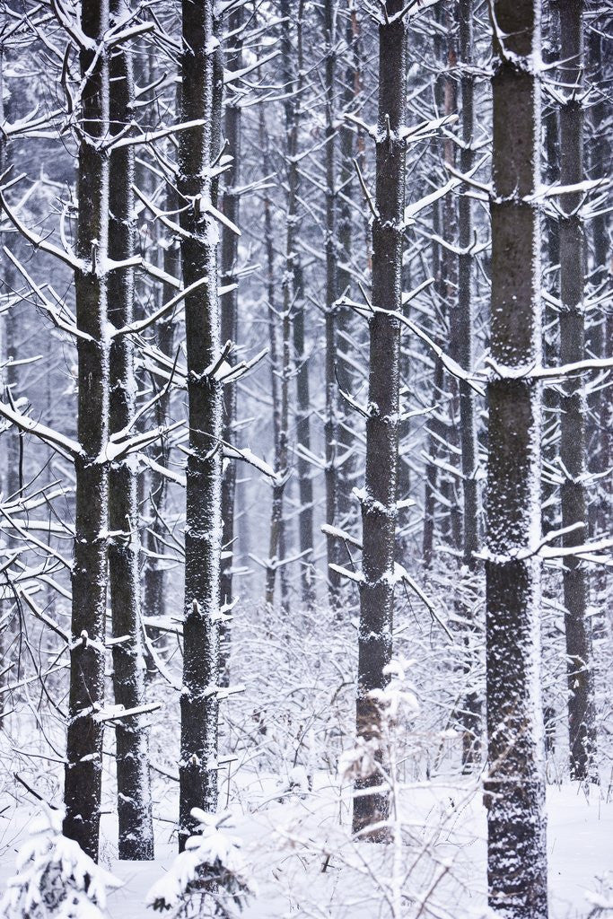 Detail of Snow-covered Trees in Forest by Corbis