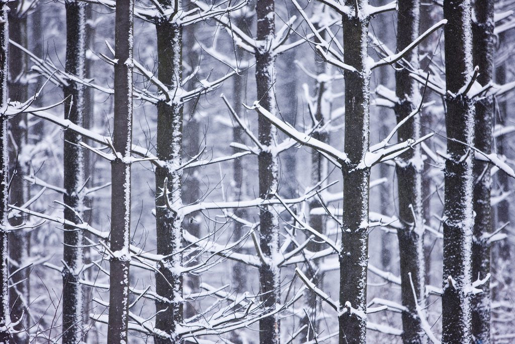 Detail of Snow-covered Trees in Forest by Corbis