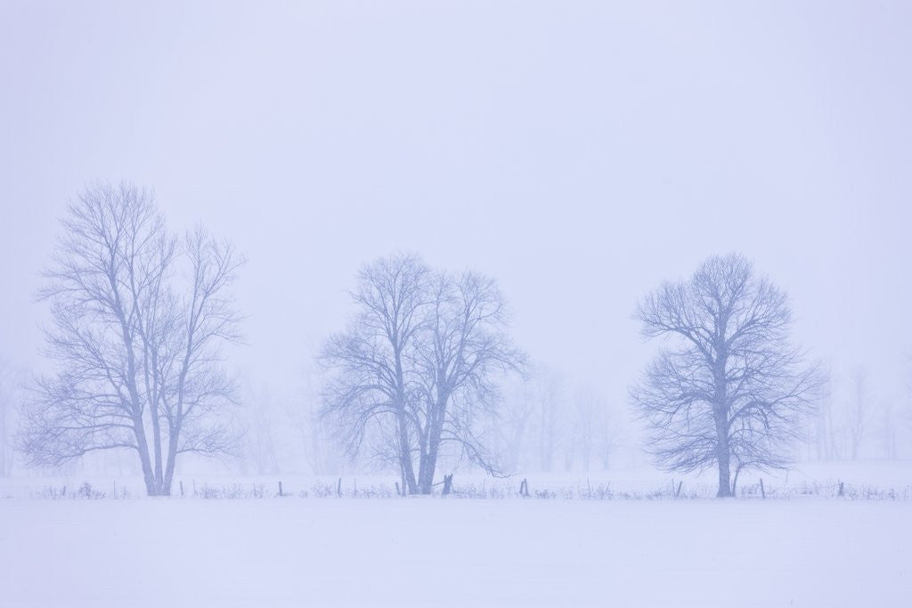 Detail of Trees and Fence in Field by Anonymous