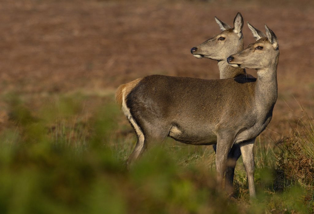 Detail of Two Female Red Deer by Anonymous