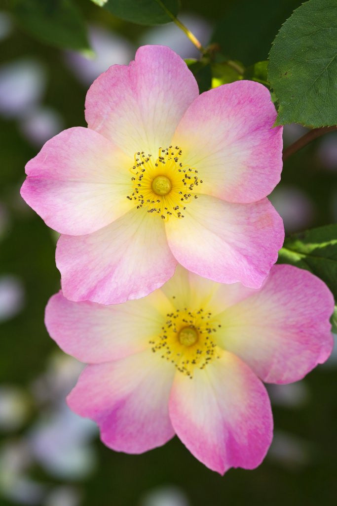 Detail of Rosa 'The Alexandra Rose' by Corbis