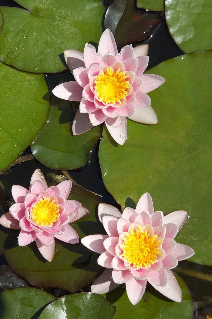 Detail of Water lilies by Anonymous