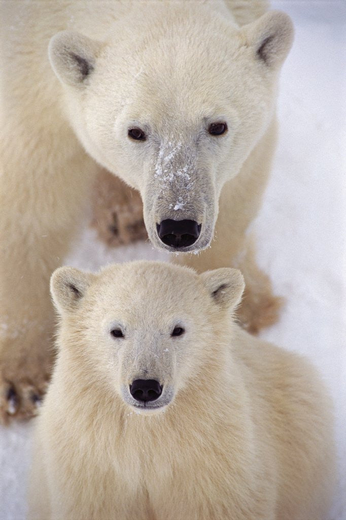 Detail of Polar Bear Sow and Cub by Corbis