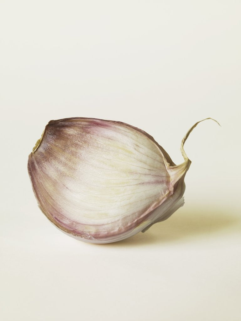 Detail of Shallot Clove by Anonymous