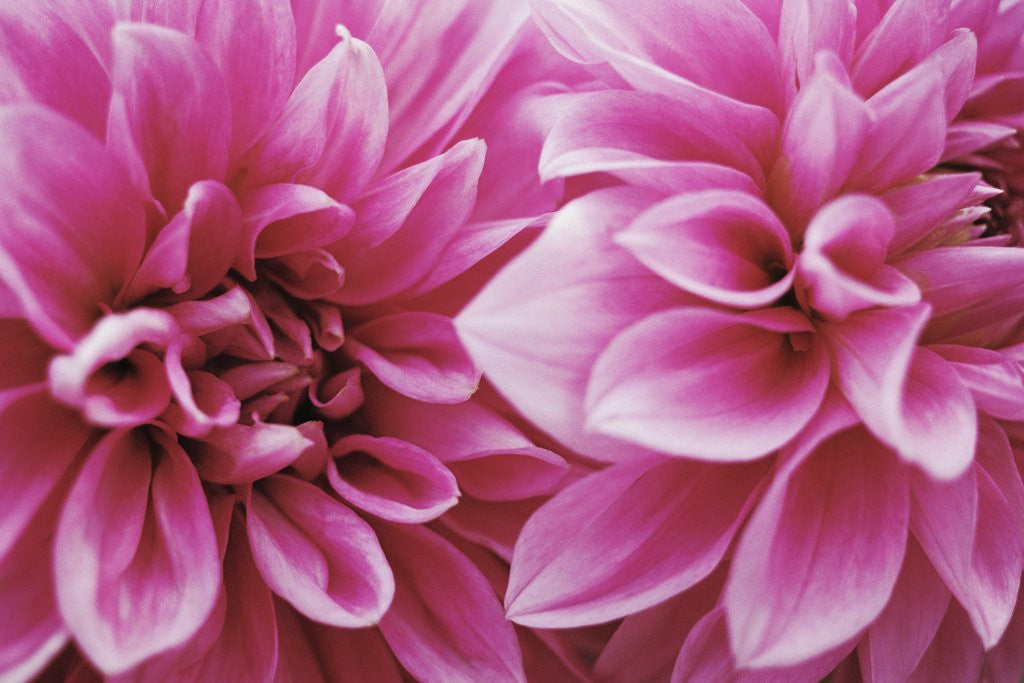 Detail of Dahlias by Anonymous
