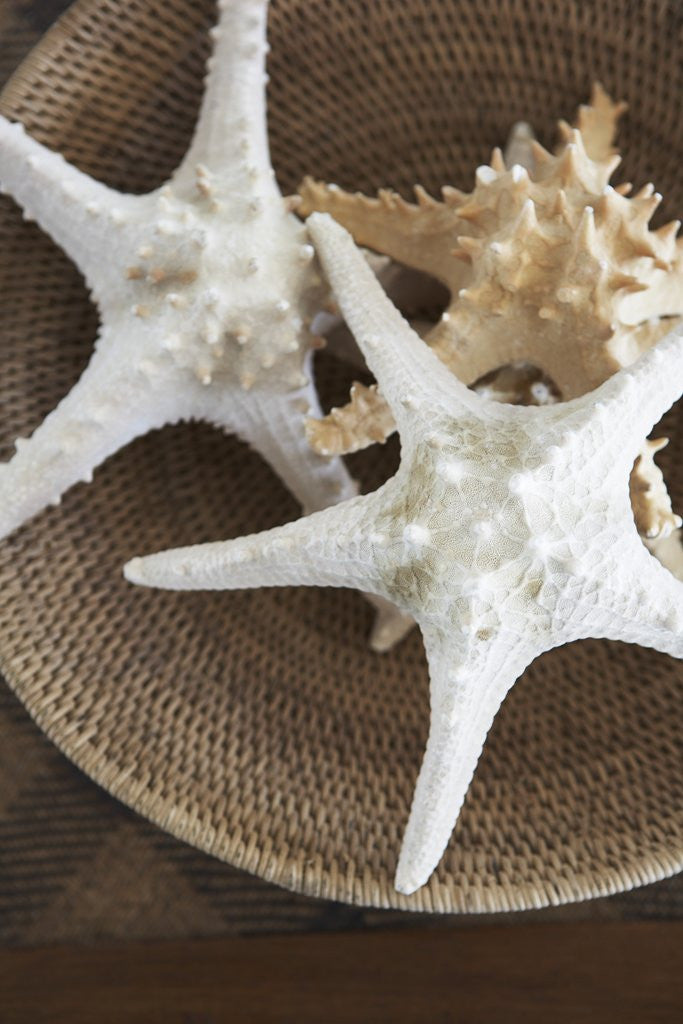 Detail of Starfish in a basket by Anonymous