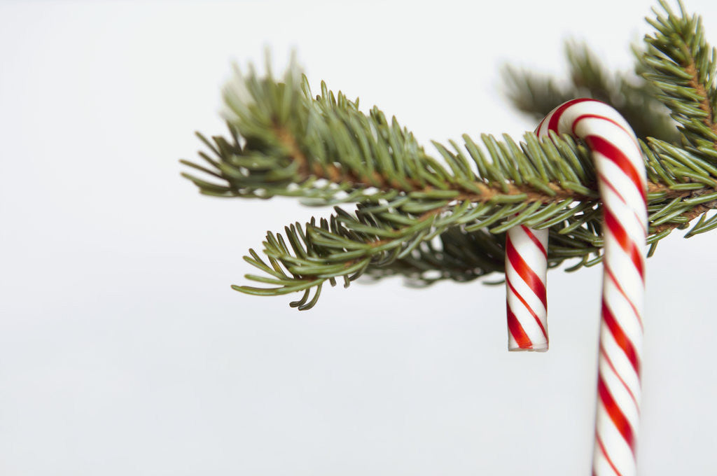 Detail of Candy cane hanging on Christmas tree branch by Corbis