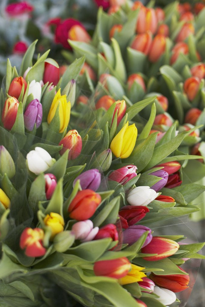 Detail of Bunches of colorful tulips by Anonymous
