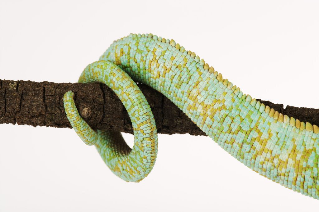 Detail of Veiled Chameleon Tail Wrapped Around Twig by Corbis
