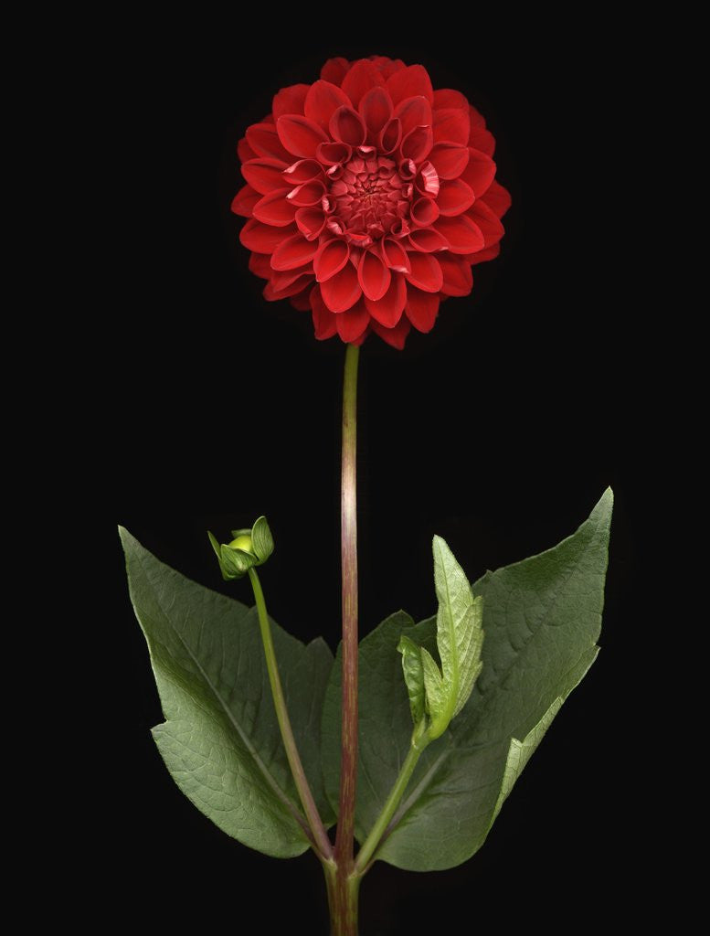 Detail of Dahlia by Anonymous