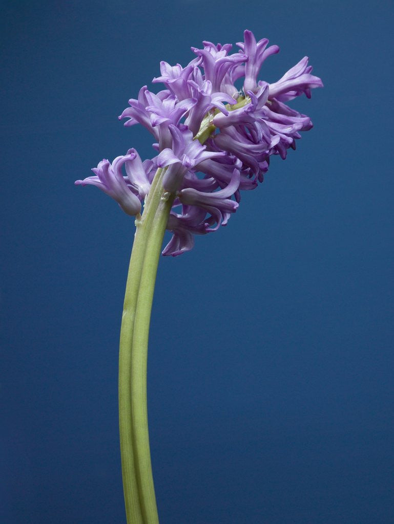 Detail of Purple hyacinth by Anonymous