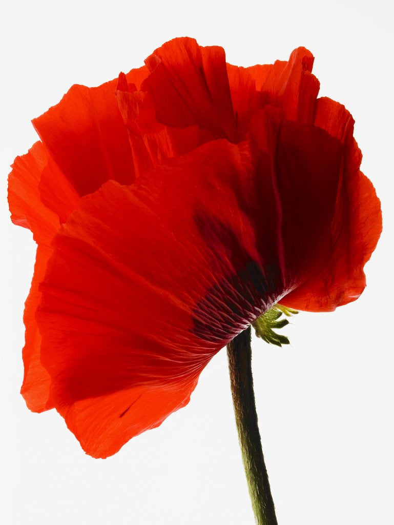 Detail of Corn poppy by Anonymous