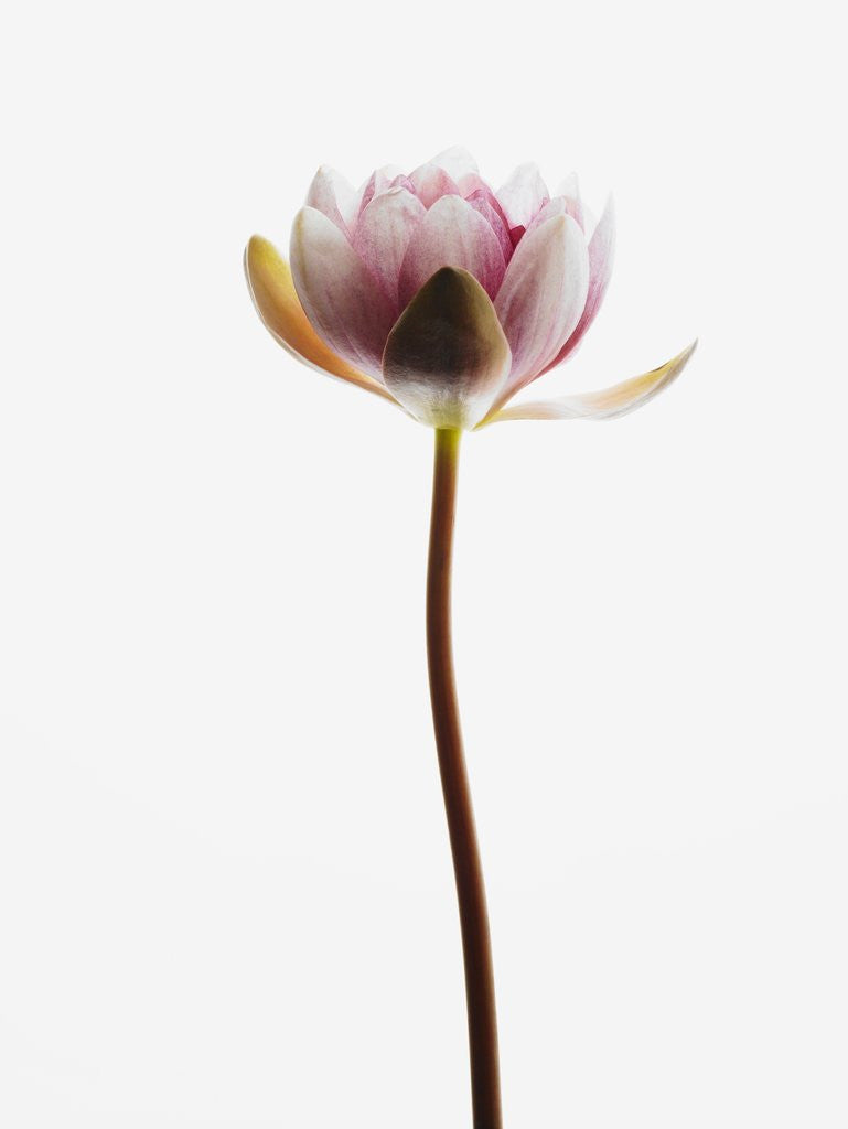 Detail of Water lily by Anonymous