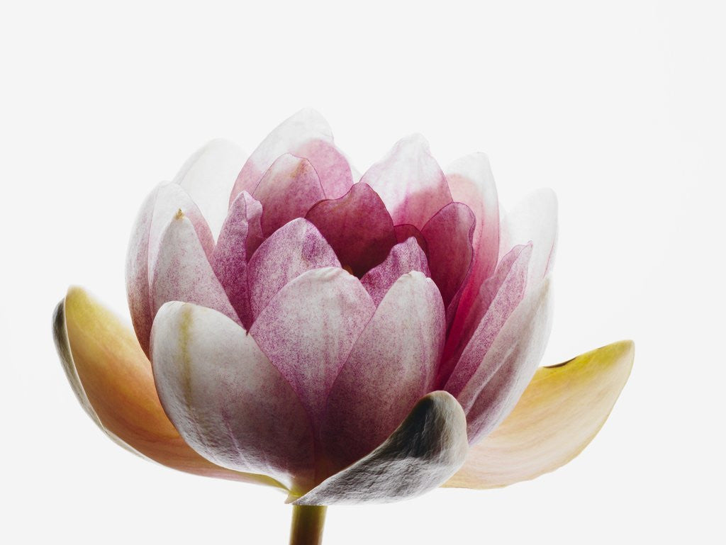 Detail of Water lily by Anonymous