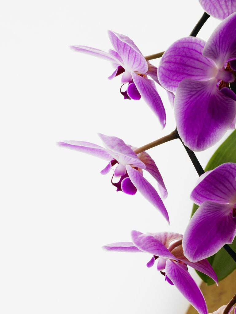 Detail of Phalaenopsis orchids by Anonymous