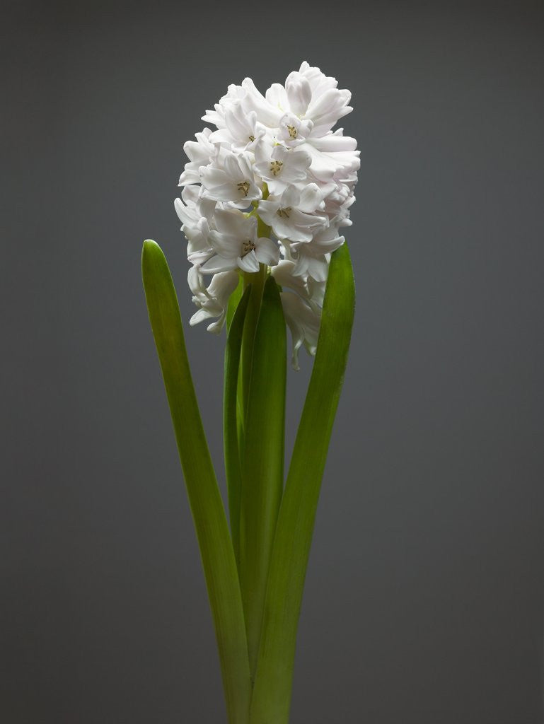 Detail of White hyacinth by Anonymous