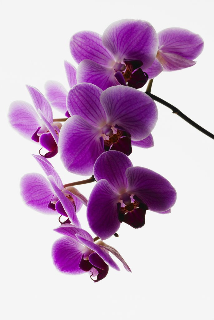 Detail of Phalaenopsis orchids by Anonymous