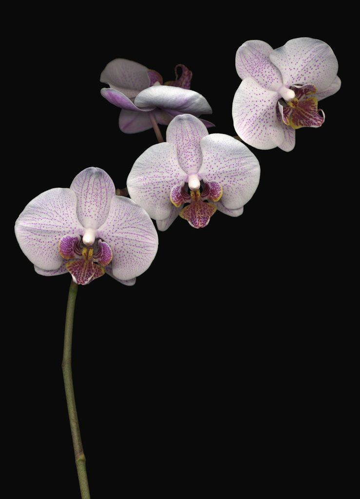 Detail of Phalaenopsis orchids by Anonymous