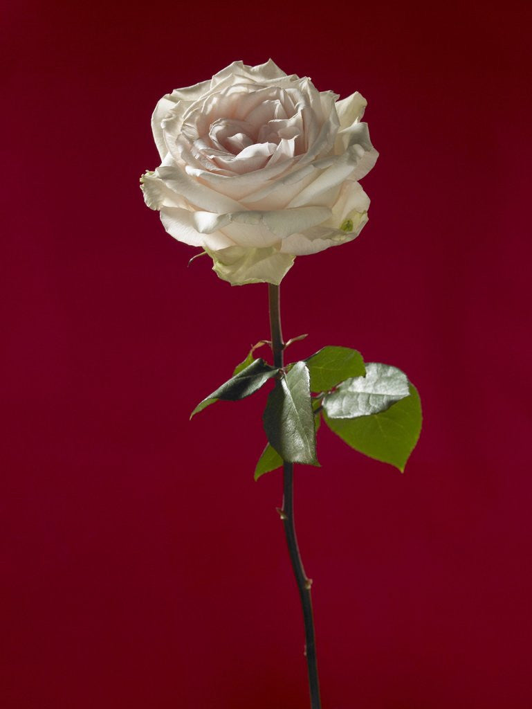 Detail of Pale rose on deep red background by Anonymous