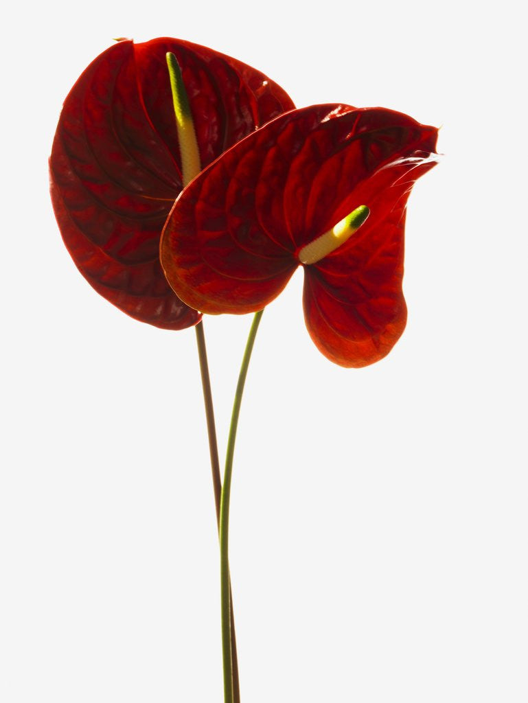 Detail of Anthurium by Anonymous