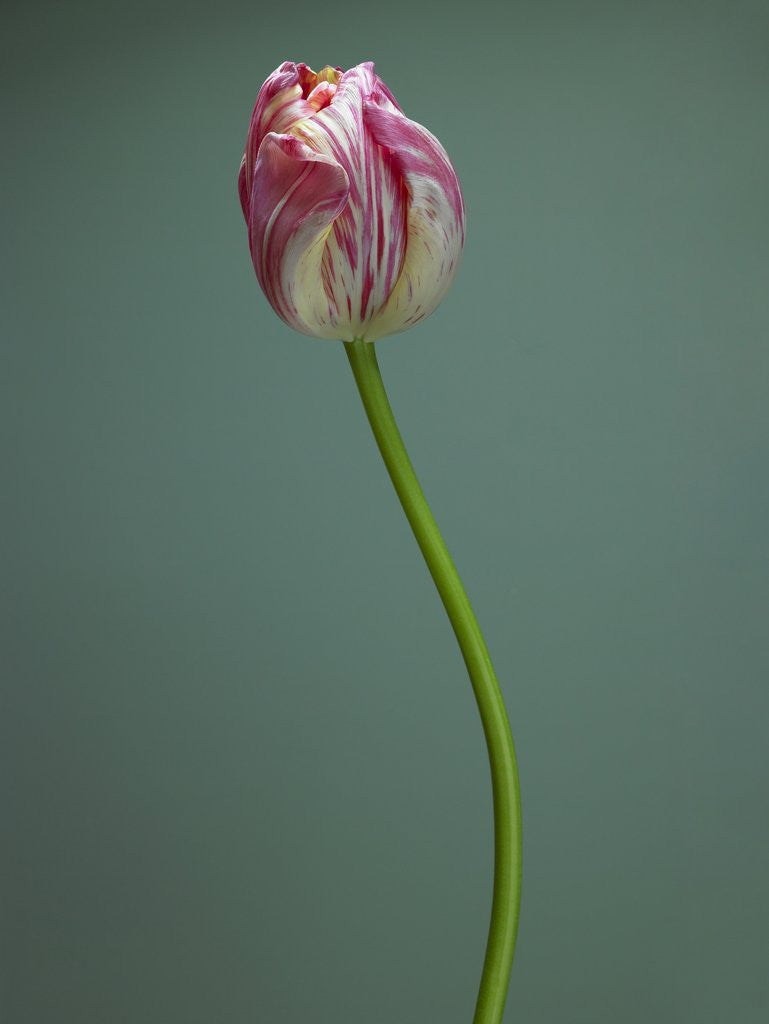 Detail of Pink and white tulip by Corbis