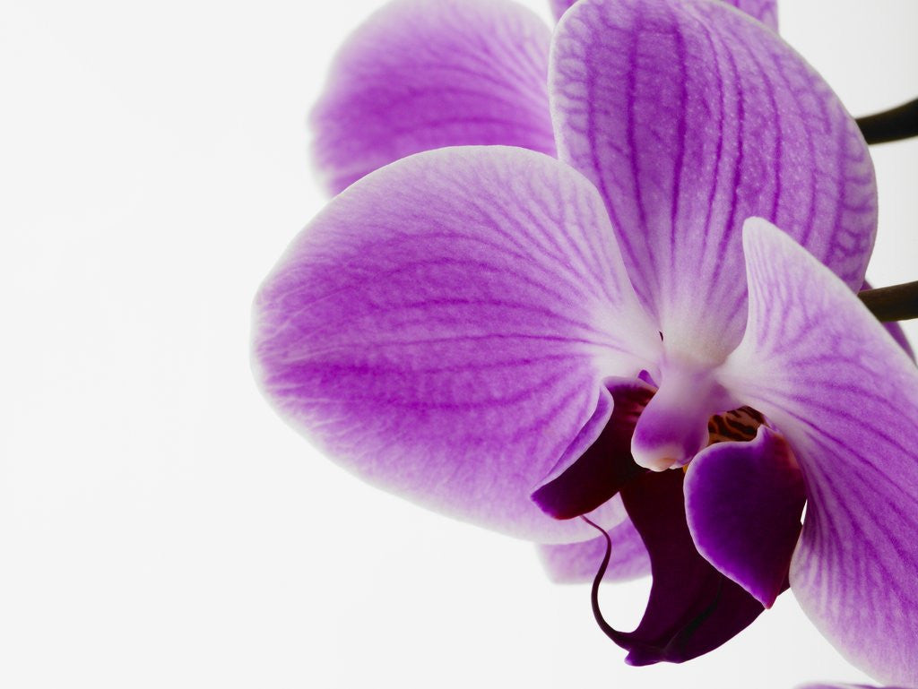 Detail of Phalaenopsis orchid by Anonymous