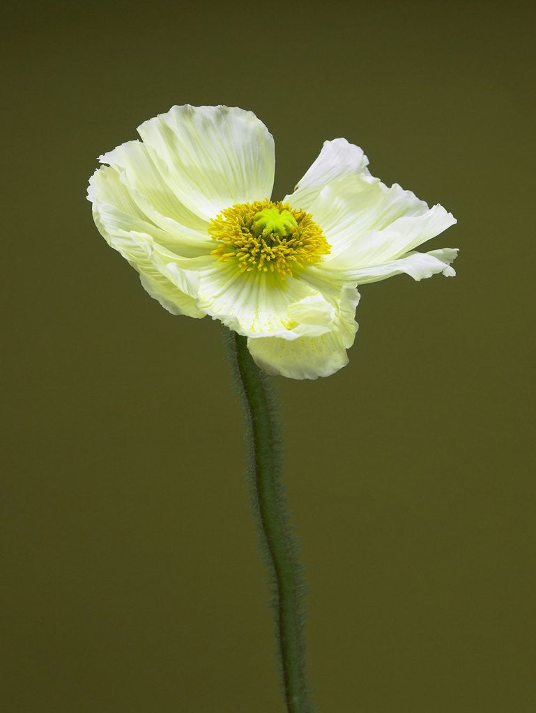 Detail of Pale yellow poppy by Anonymous