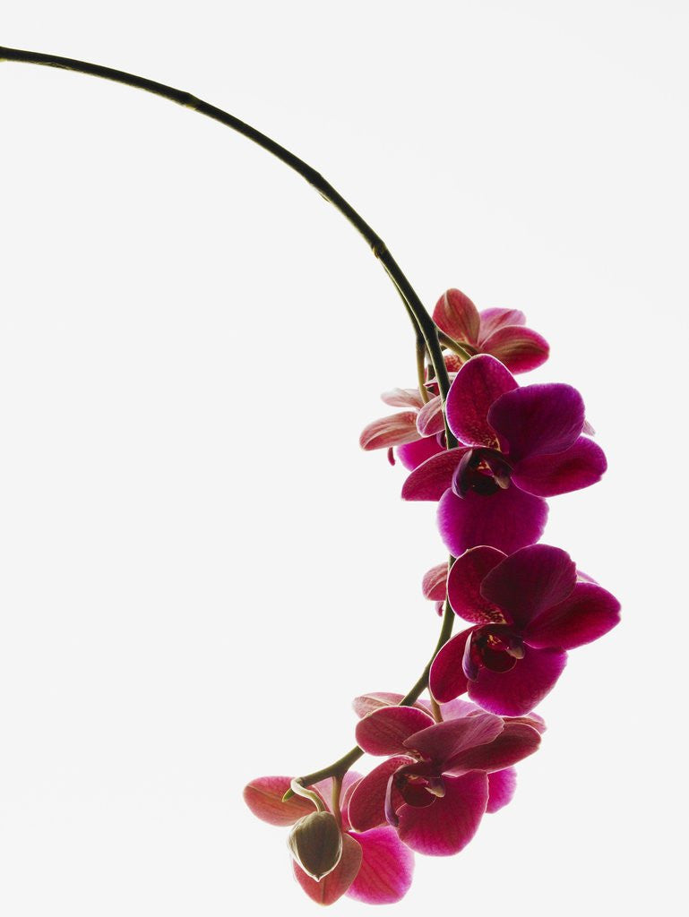 Detail of Phalaenopsis orchids by Anonymous