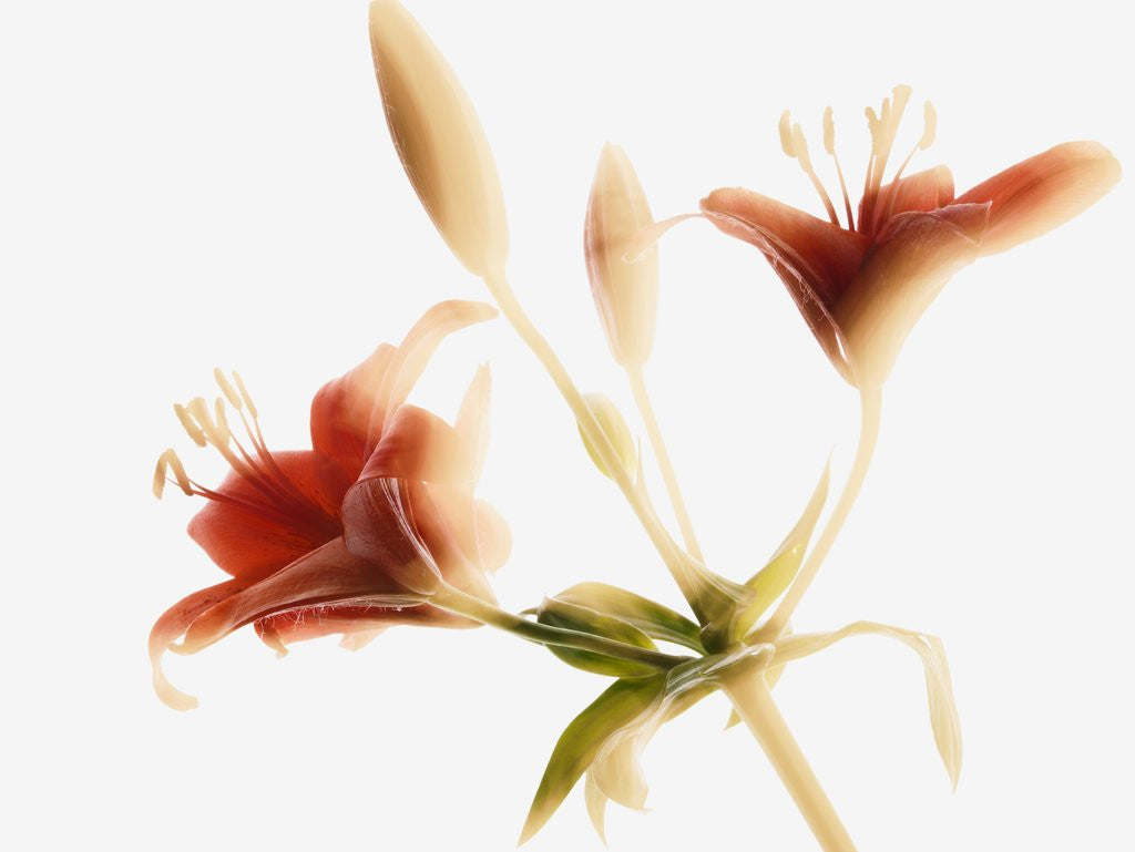 Detail of Asiatic lily by Corbis