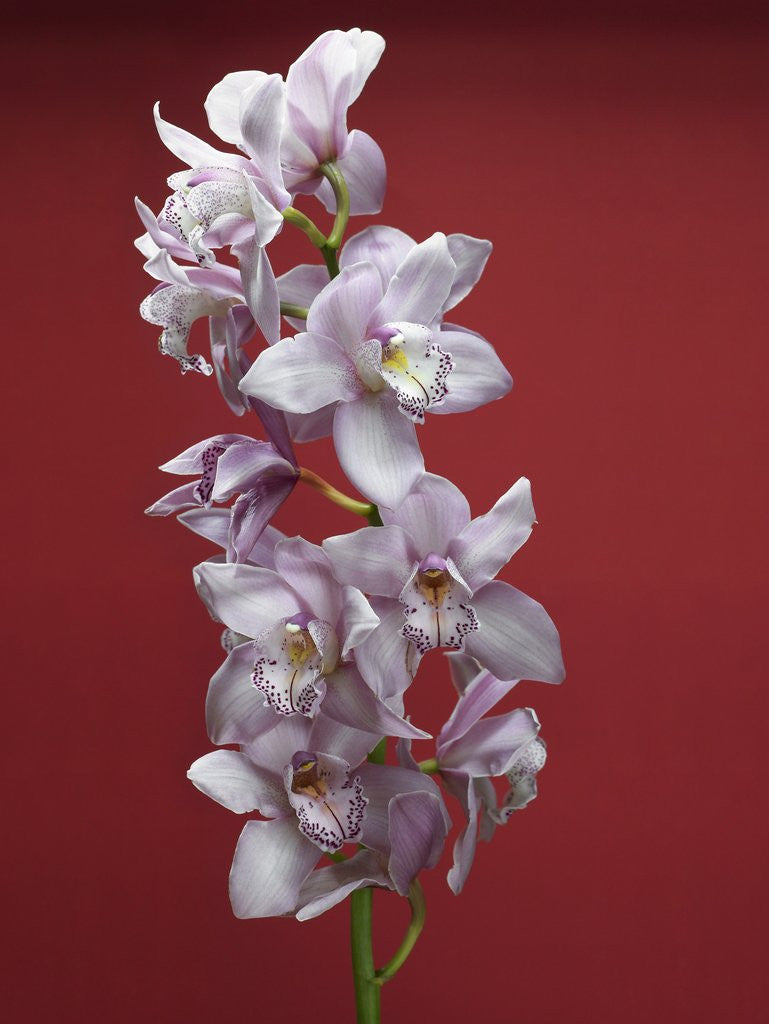 Detail of Cattleya orchid by Anonymous