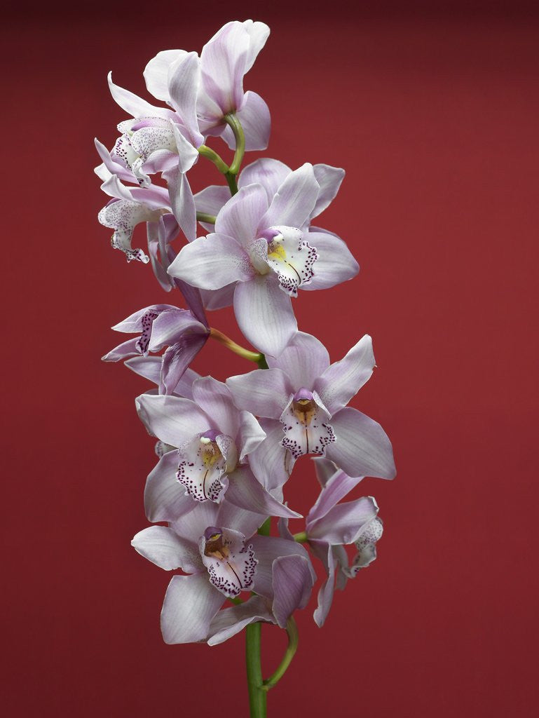 Detail of Cattleya orchid by Corbis