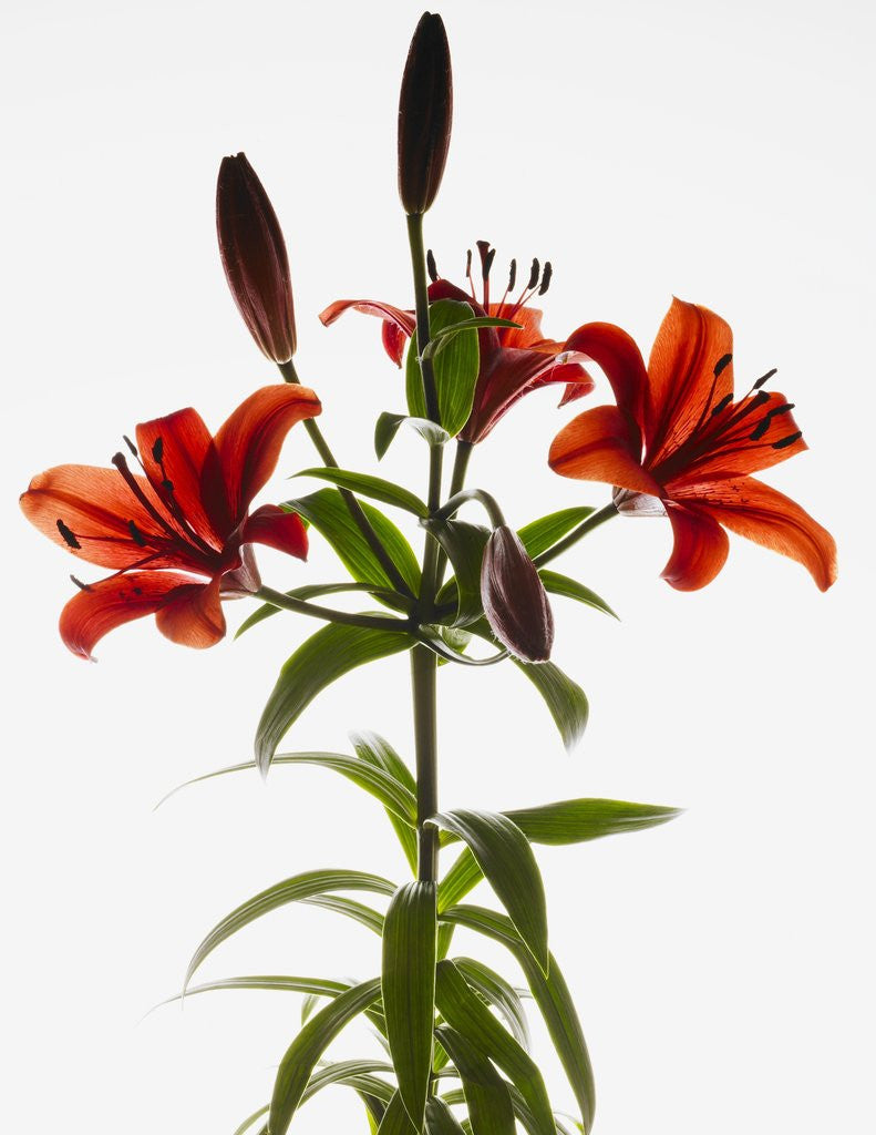 Asiatic lily by Corbis