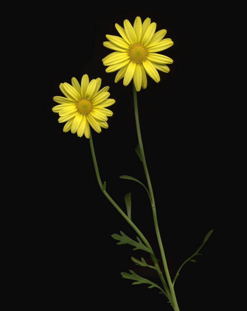 Detail of Paris daisies by Anonymous