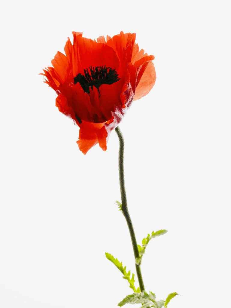 Detail of Corn poppy by Anonymous