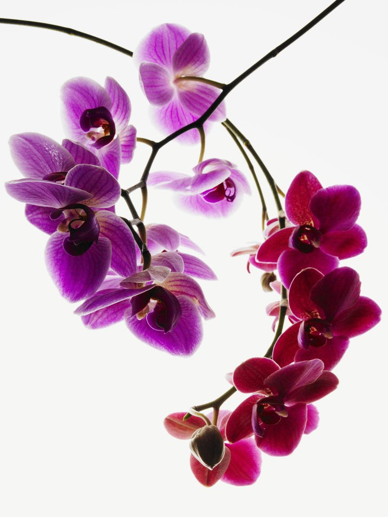 Detail of Phalaenopsis orchids by Anonymous