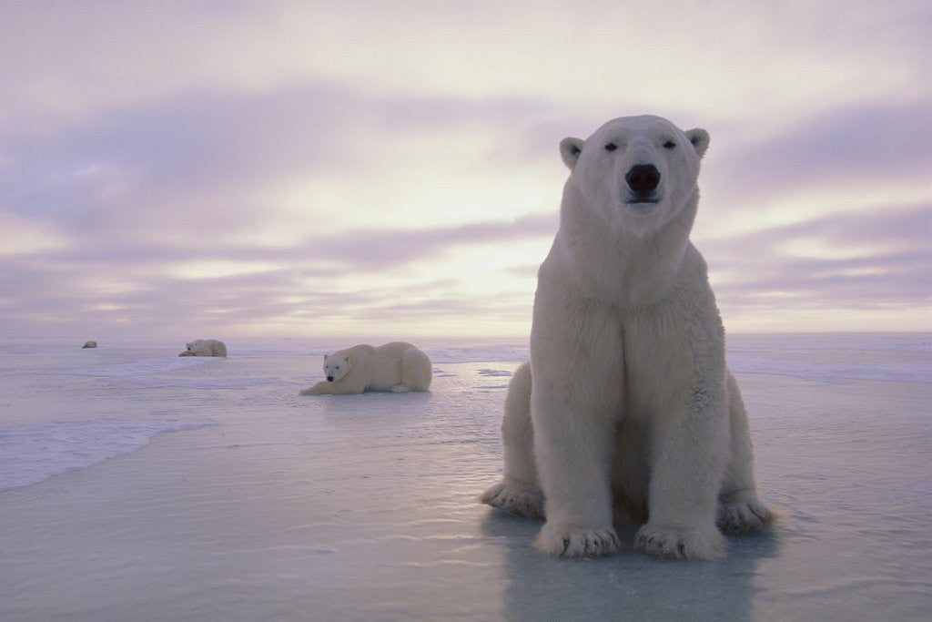 Detail of Polar Bears by Anonymous