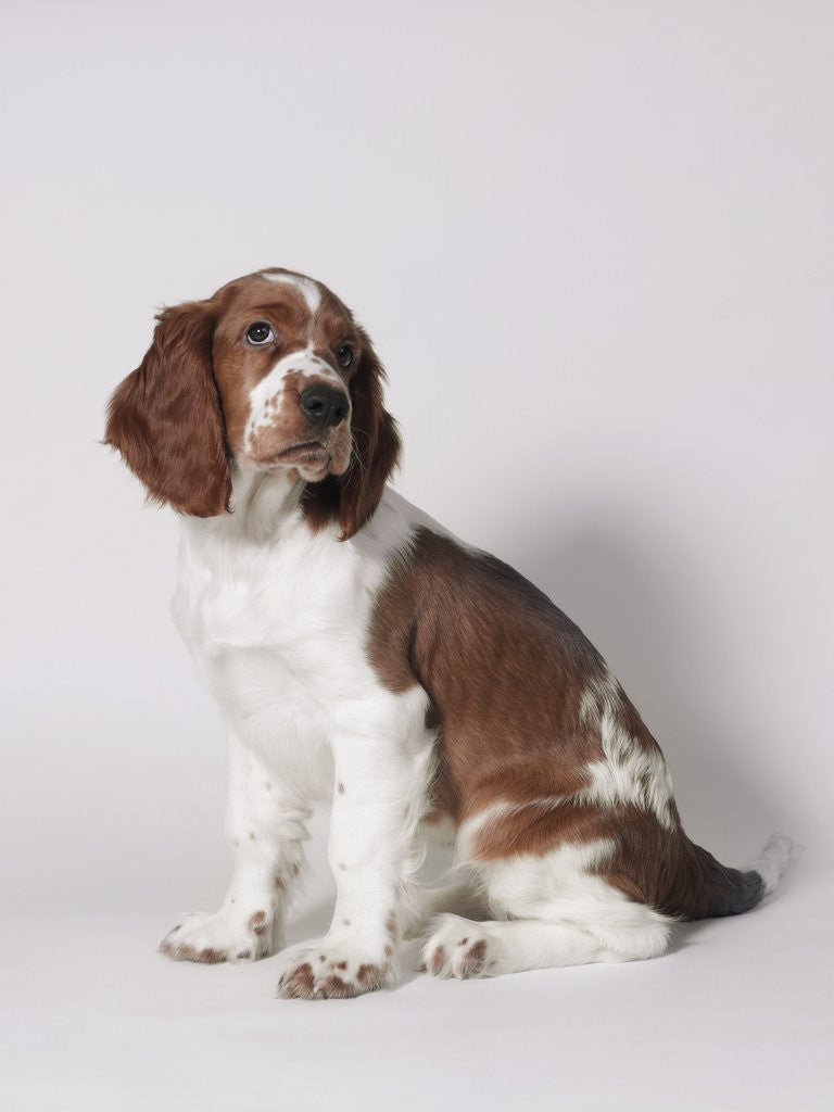 Detail of Springer spaniel by Anonymous