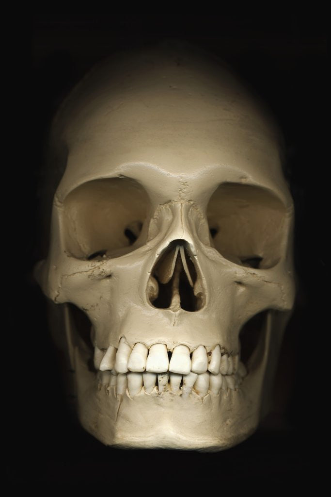 Detail of Human skull by Anonymous