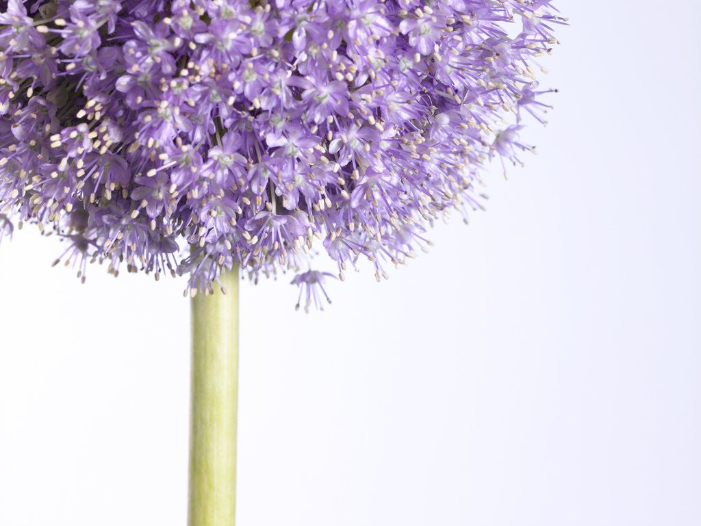 Detail of Persian onion by Anonymous